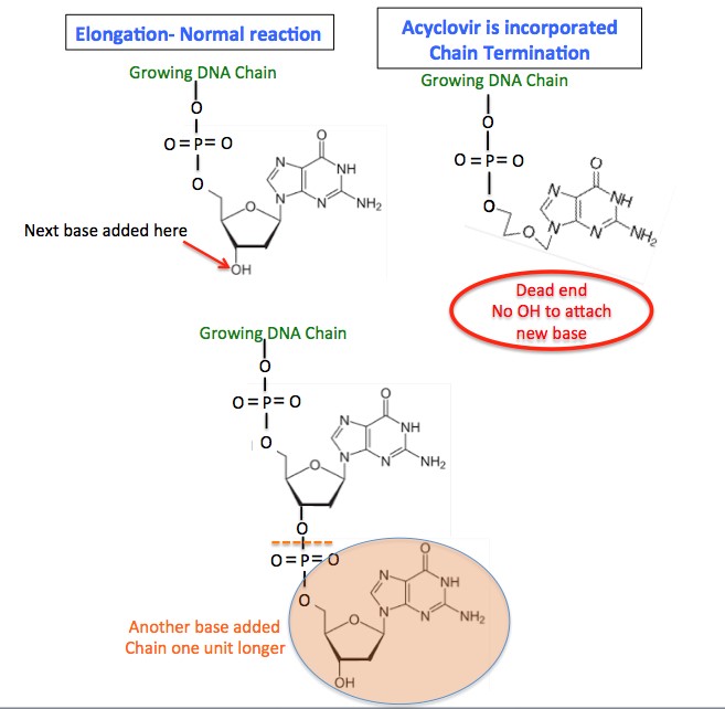 Acyclovir Mechanism